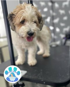 Dog Groomer Morecambe