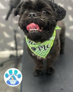 Mobile Dog Groomer Darwen