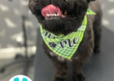 Mobile Dog Groomer Darwen