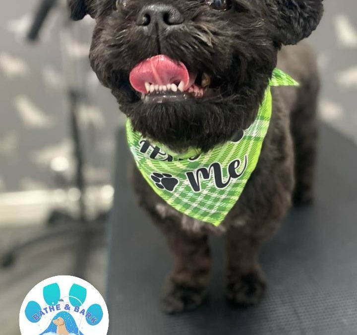 Mobile Dog Groomer Darwen