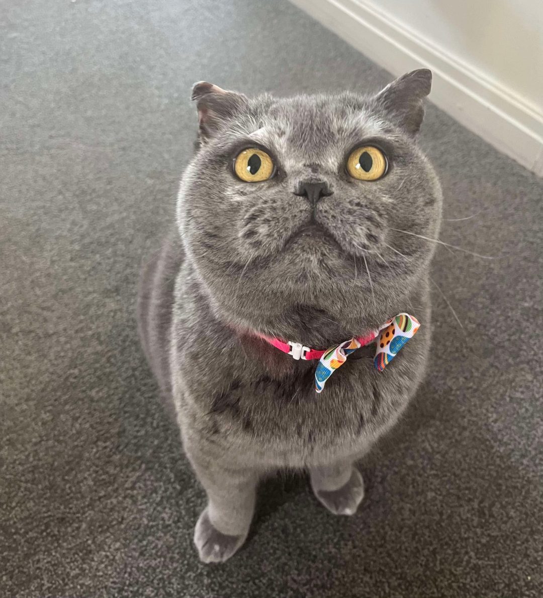 Cat Groomer Preston