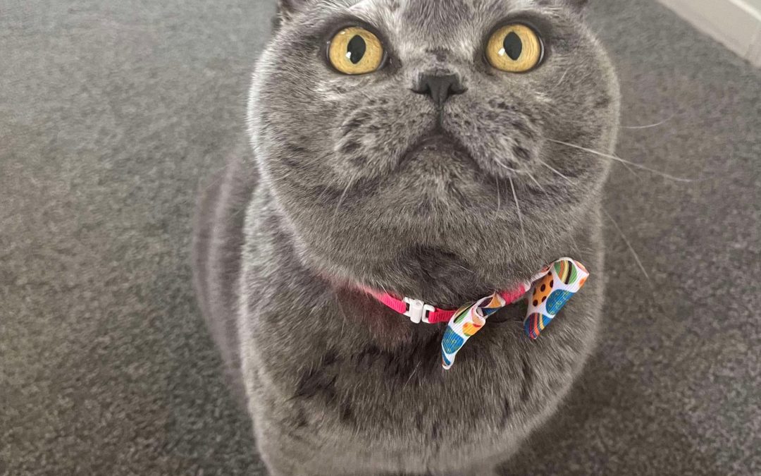 Cat Groomer Preston
