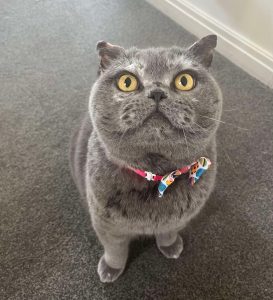 Cat Groomer Preston