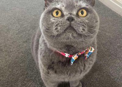 Cat Groomer Preston