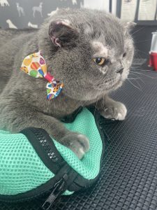 Cat Groom Preston