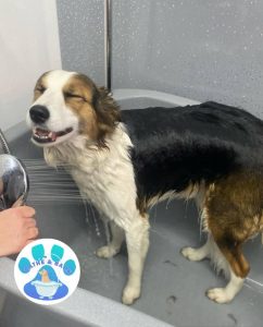 Mobile Dog Groomer Lancaster