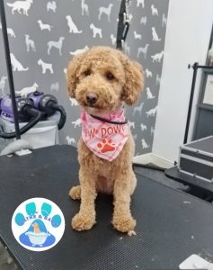 Mobile Dog Groomer Lancaster