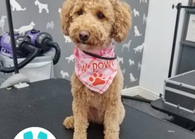 Mobile Dog Groomer Blackpool