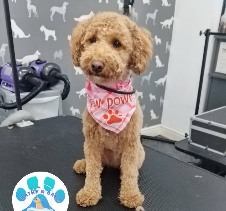 Mobile Dog Groomer Blackpool