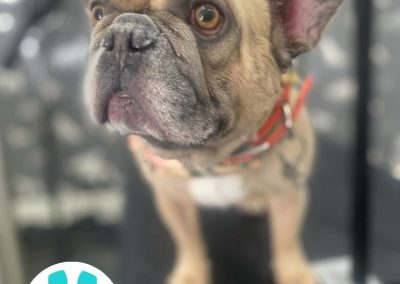 Mobile Dog Groomer Lancaster