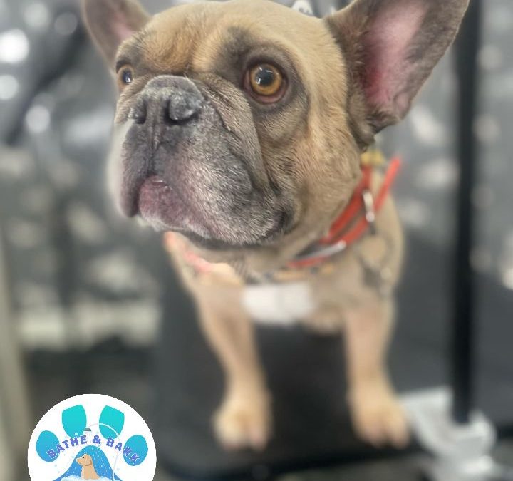 Mobile Dog Groomer Lancaster