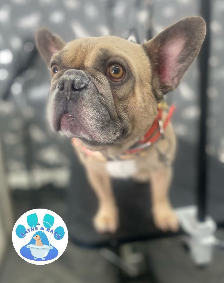 Mobile Dog Groomer Lancaster