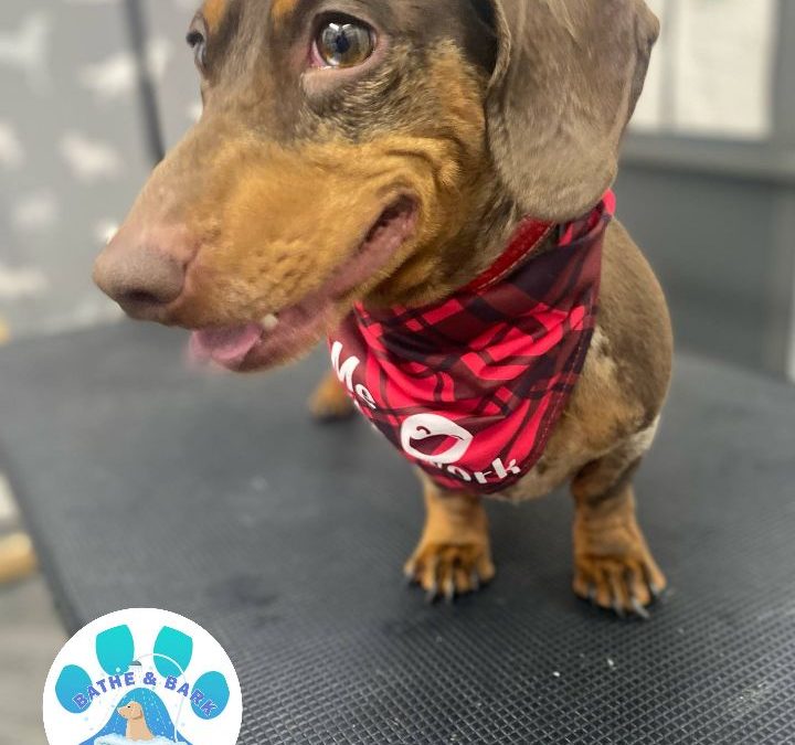Mobile Dog Groomer Kirkham