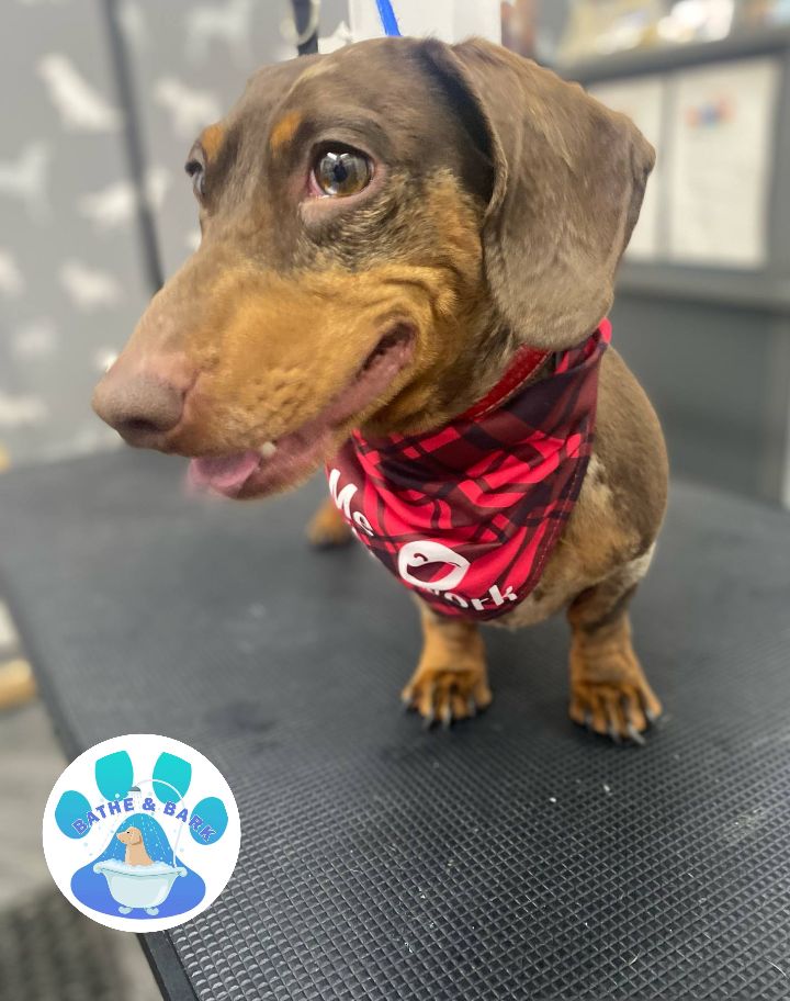 Mobile Dog Groomer Kirkham