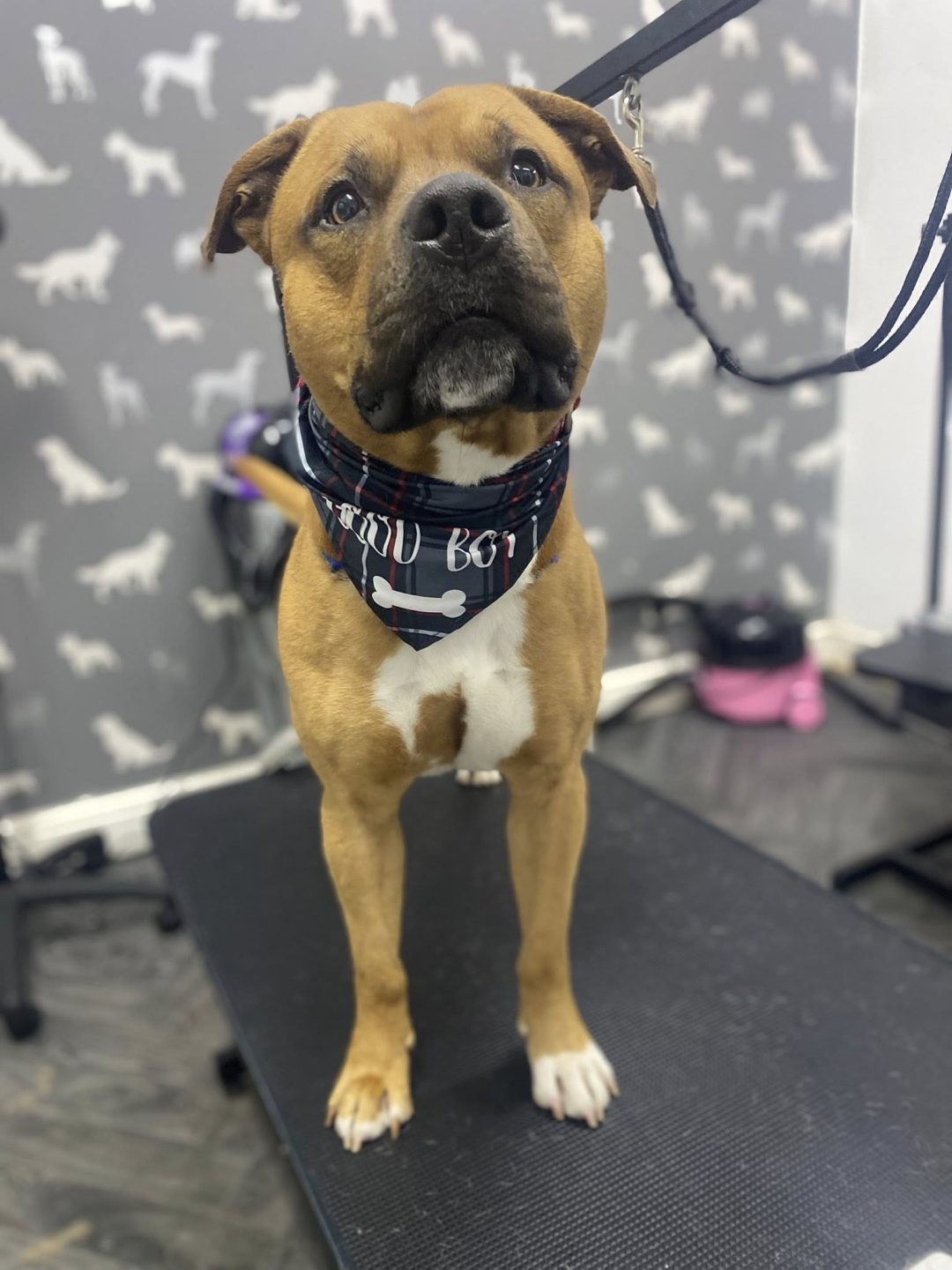 Mobile Dog Groomer Lytham