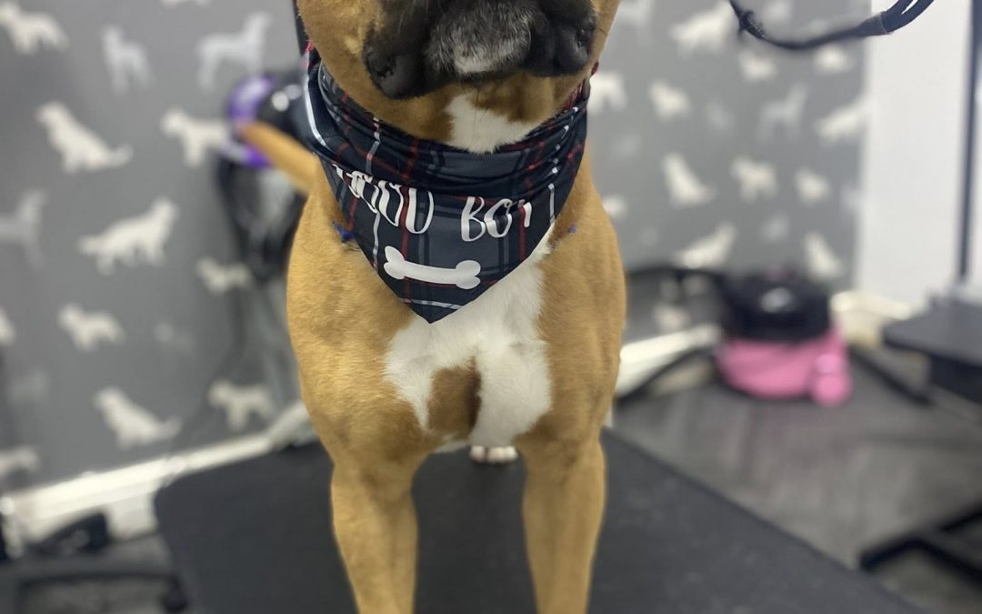 Mobile Dog Groomer Lytham
