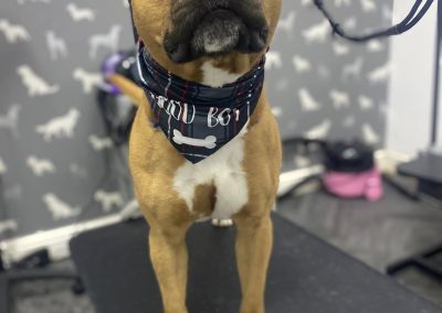 Mobile Dog Groomer Lytham