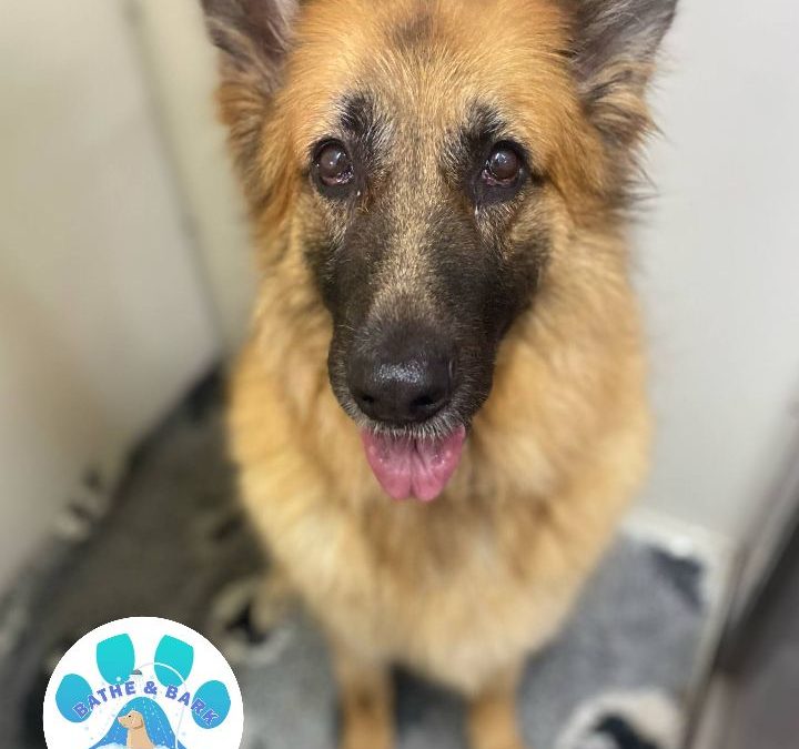 Mobile Dog Groomer Burscough