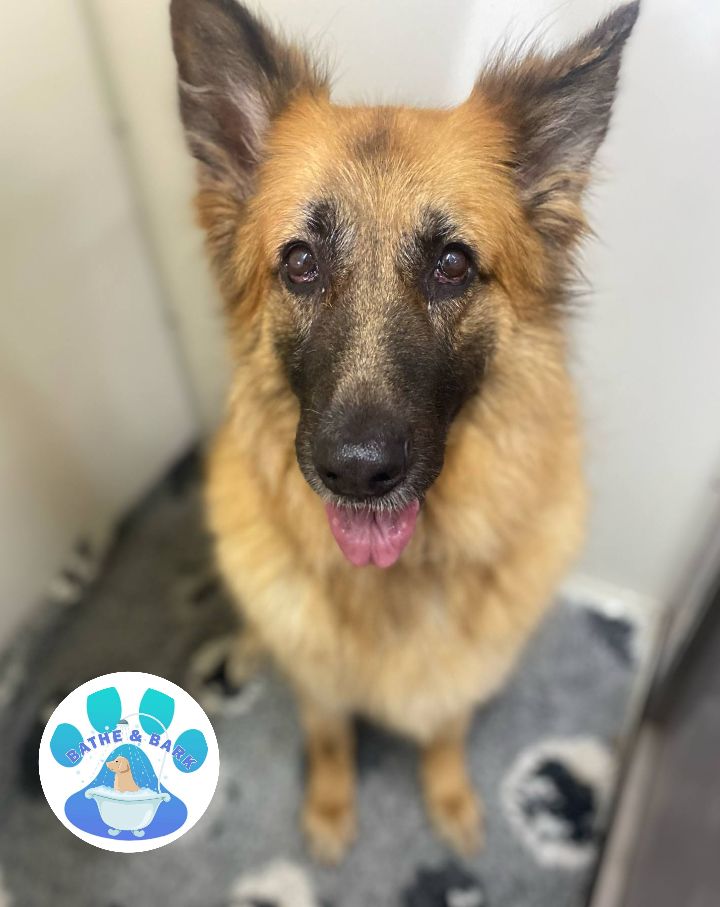 Mobile Dog Groomer Burscough