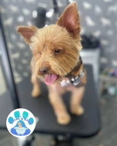 Mobile Dog Groomer Leyland