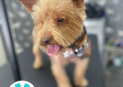 Mobile Dog Groomer Leyland