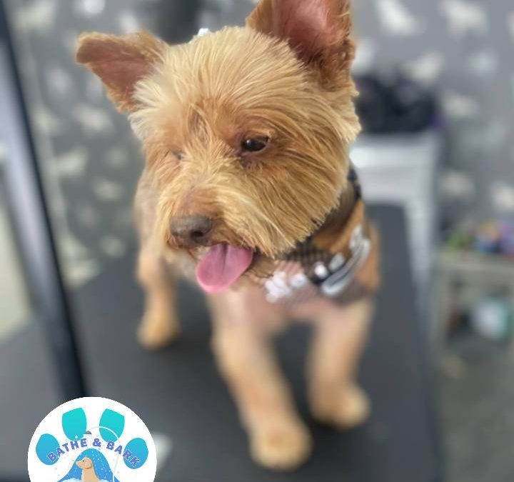 Mobile Dog Groomer Leyland