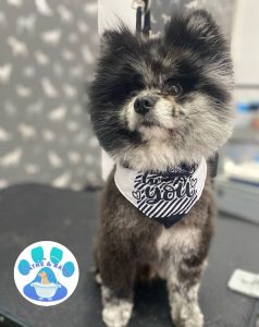 Mobile Dog Groomer Blackburn