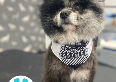Mobile Dog Groomer Blackburn