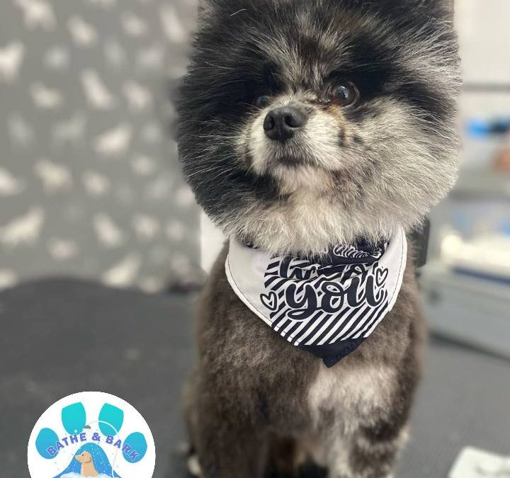 Mobile Dog Groomer Blackburn
