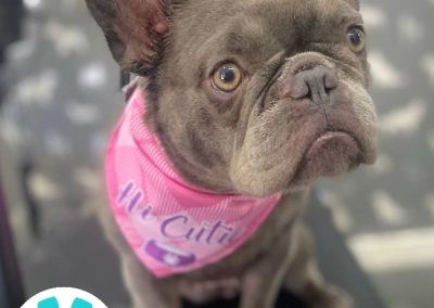 Mobile Dog Groomer Cadley