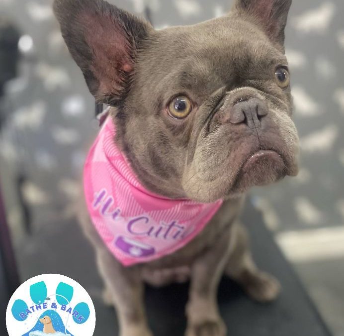 Mobile Dog Groomer Cadley