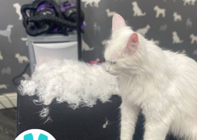 Mobile Cat Groomer Preston