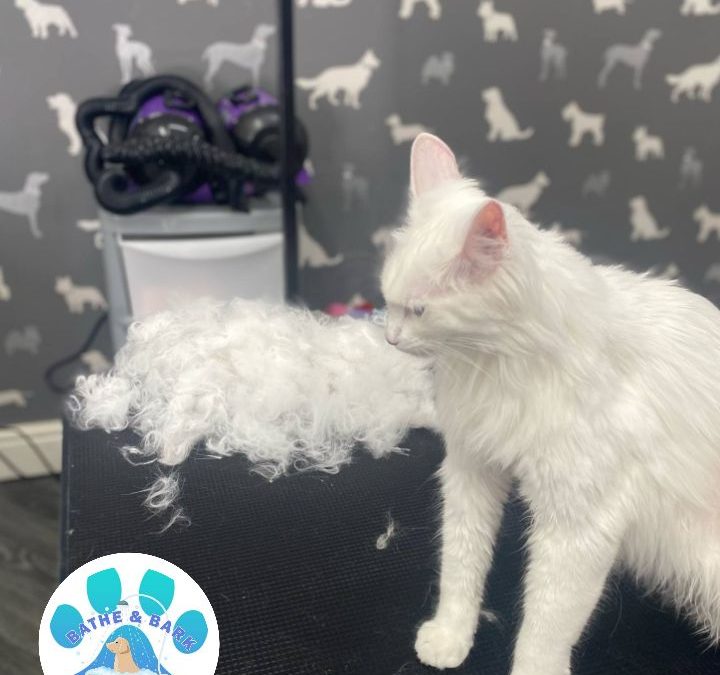 Mobile Cat Groomer Preston