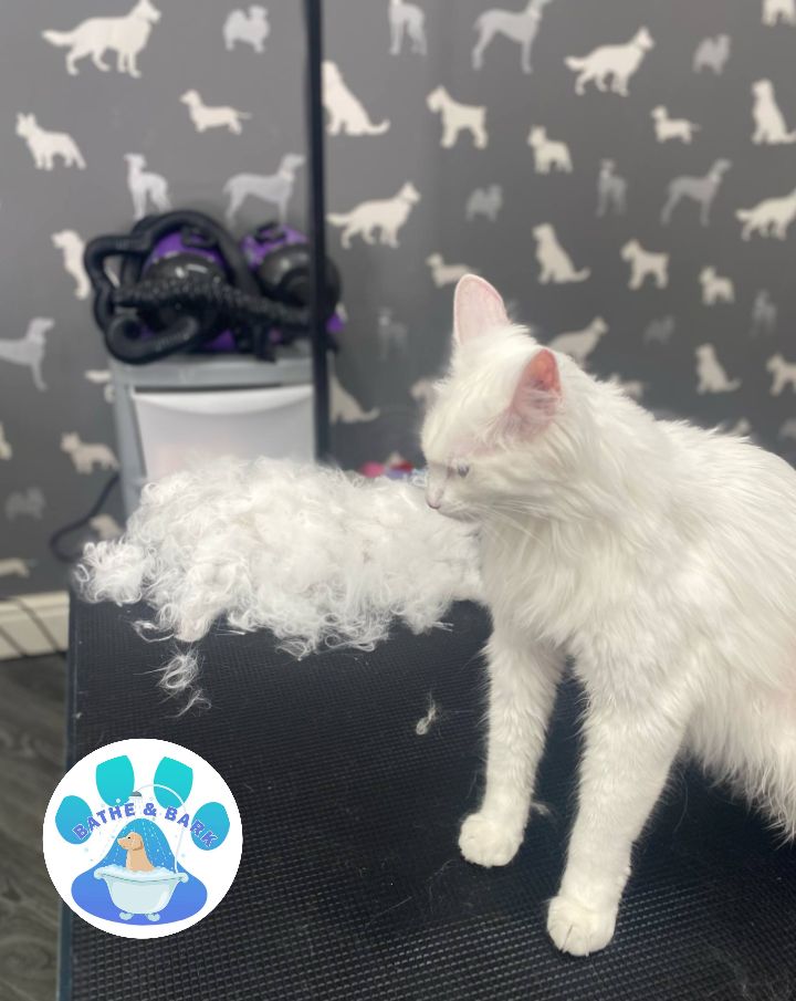 Mobile Cat Groomer Preston