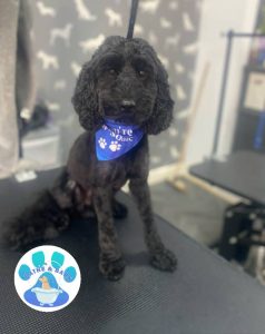 Mobile Dog Groomer Fulwood