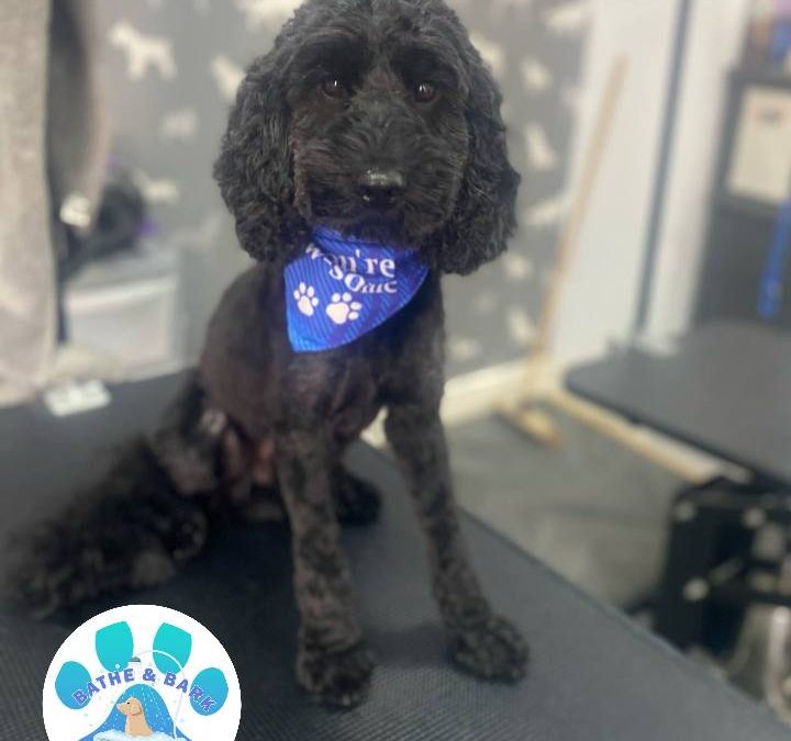 Mobile Dog Groomer Fulwood