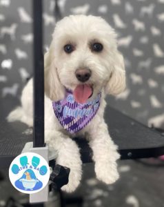 Mobile Dog Groomer Deepdale
