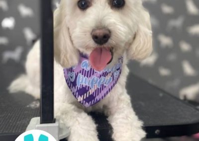 Mobile Dog Groomer Deepdale