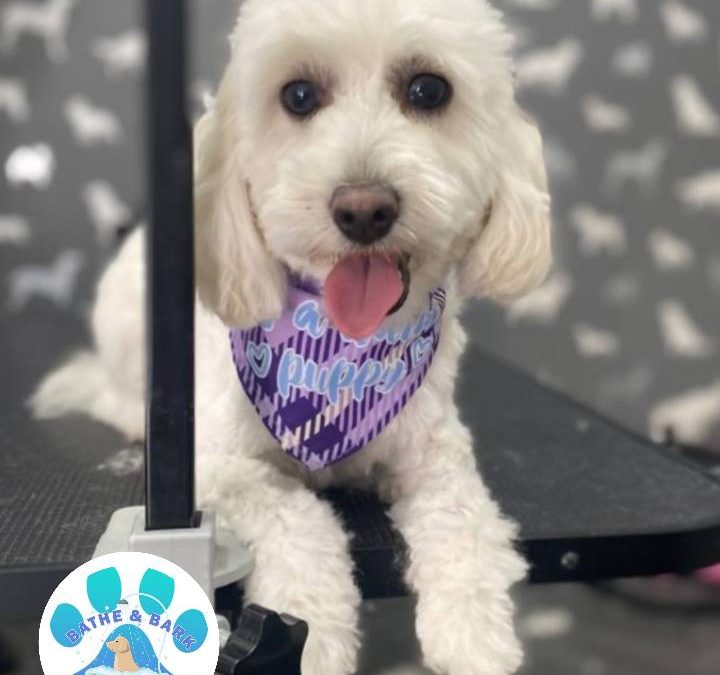 Mobile Dog Groomer Deepdale