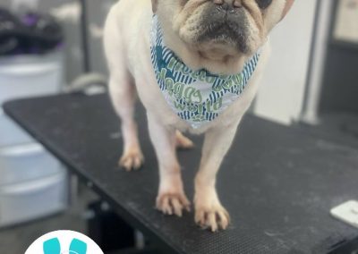 Mobile Dog Groomer Chorley