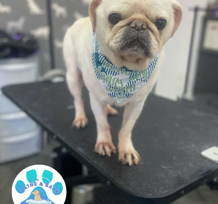 Mobile Dog Groomer Chorley