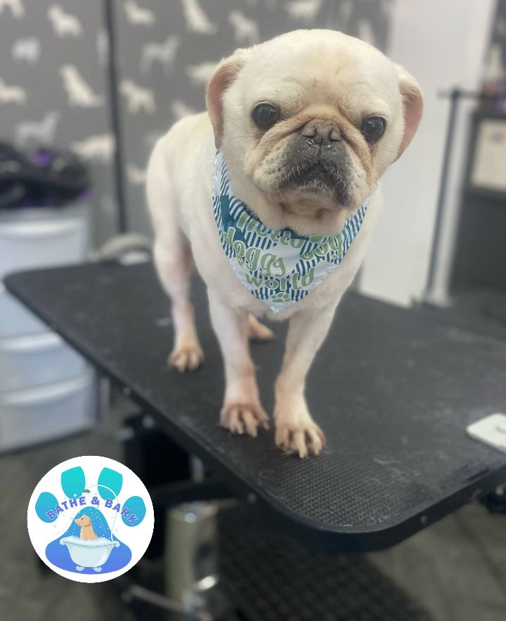 Mobile Dog Groomer Chorley