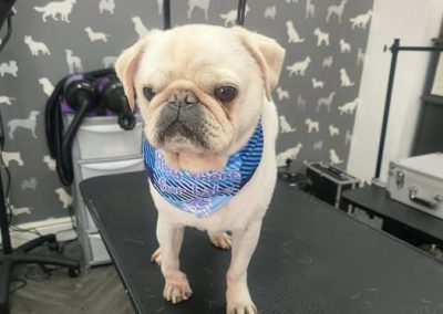 Mobile Dog Groomer Lostock Hall