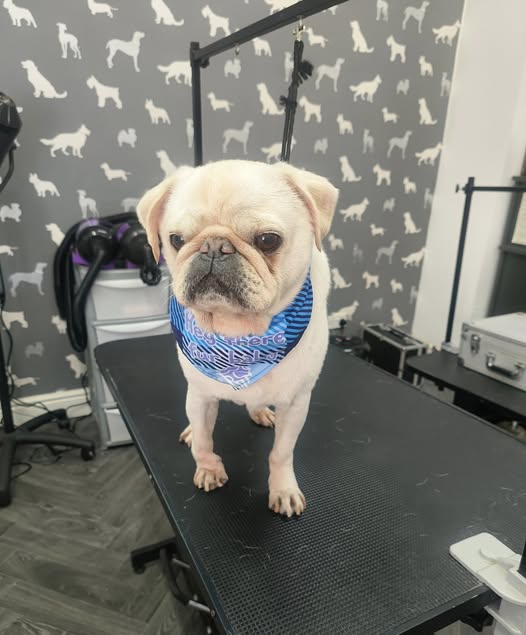 Mobile Dog Groomer Lostock Hall