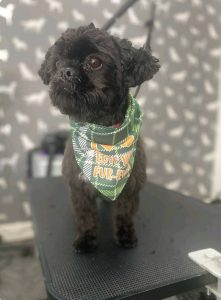 Mobile Dog Groomer Penwortham