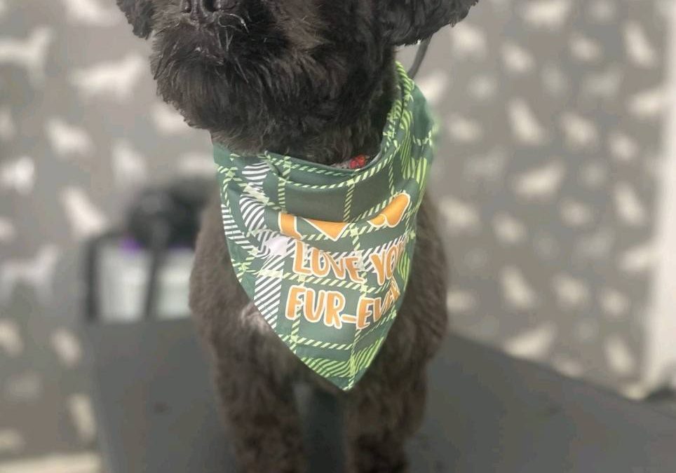 Mobile Dog Groomer Penwortham