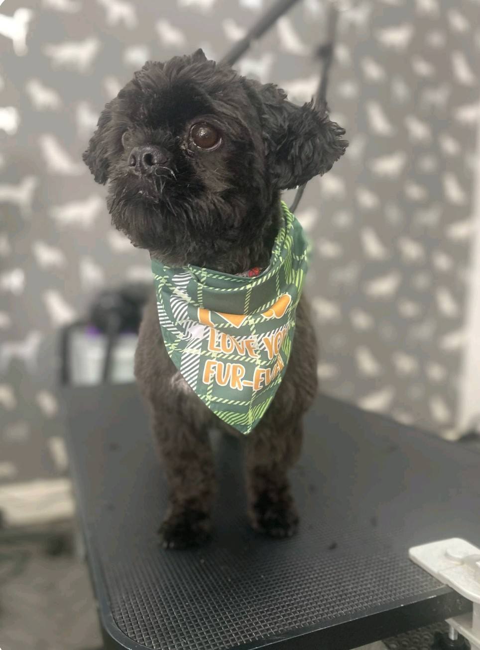Mobile Dog Groomer Penwortham