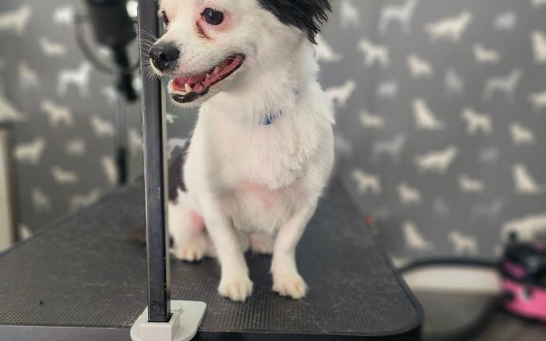 Mobile Dog Groomer Longridge