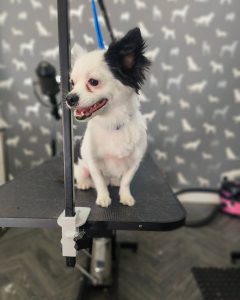 Mobile Dog Groomer Longridge