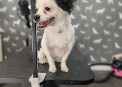 Mobile Dog Groomer Longridge